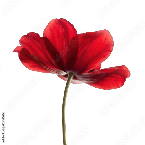 single beautiful red flower on white background 