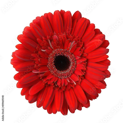 single beautiful red flower on white background 