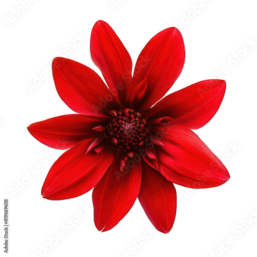 single beautiful red flower on white background 