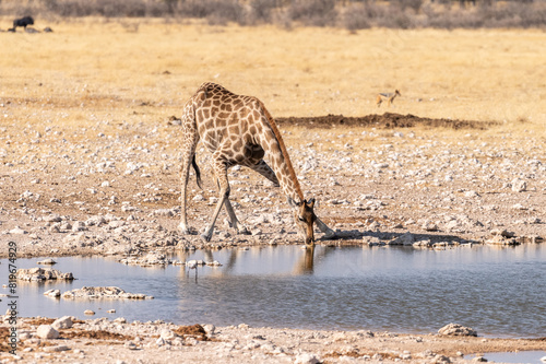 Angolan Giraffes -Giraffa giraffa angolensis- standing drinking from a waterhole in Etosha national park, Namibia.