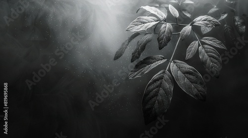  A monochrome image of a foliage plant with water droplets on its leaves and stems