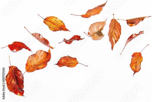 A handful of autumn leaves gently cascading down captured in mid air against a white background