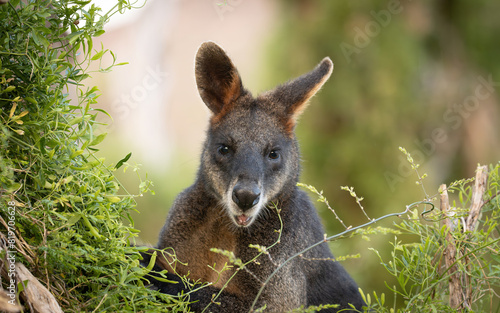 Cute Wallaby