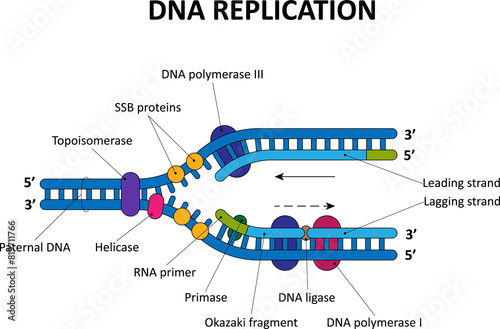 DNA replication process. Scientific diagram.