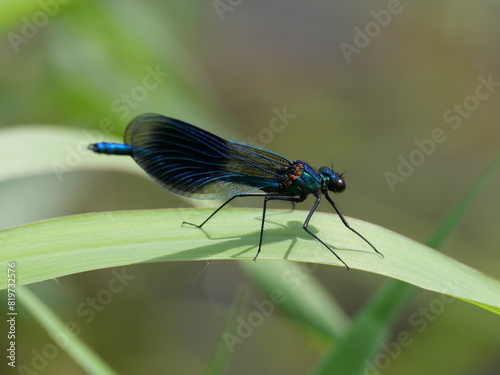 Männchliche gebänderten Prachtlibelle, Calopteryx splendens sitzt auf einem Schilfblatt, Ansicht von der Seite