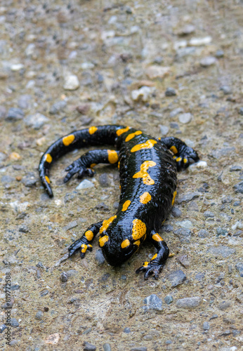 High angle shot of a Salamandra salamandra sitting on the ground