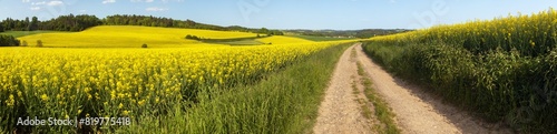 Field of rapeseed canola or colza brassica napus
