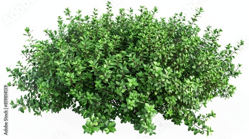 Thymus serpyllum bush illustration, isolated on transparent background