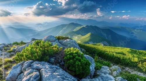 Rocky ridge and alpine pine bushes on Marmaros Pip Ivan Mountain, Ukraine.