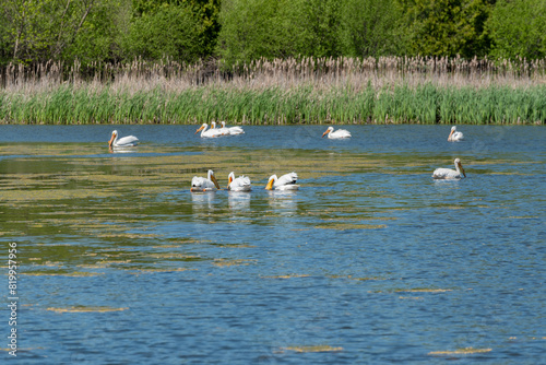 American White Pelicans Feeding On A Small Pond In Wisconsin In Spring