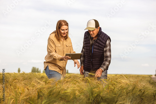 Two agronomists or farmers check the quality of the grains in the middle of a wheat field. They have a tablet.