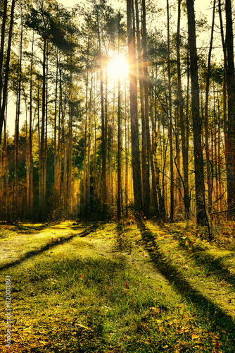 Sosnowy las w letni poranek. Pomiędzy drzewami widać słońce rozświetlające las.