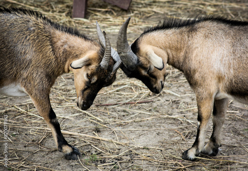 Poznań mini zoo, koziołki