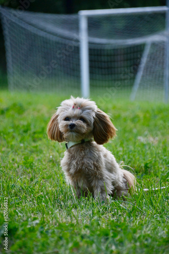 Grzeczny siedzący szczeniaczek szczeniak pies rasy maltipoo