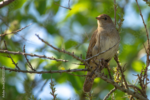 male Common nightingale (Luscinia megarhynchos) sits on a branch