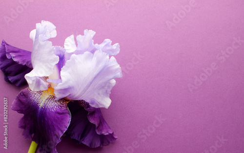 Beautiful large iris flower with multi-colored petals. Top view, copy space.