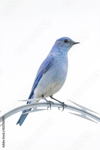 Mountain bluebird bird