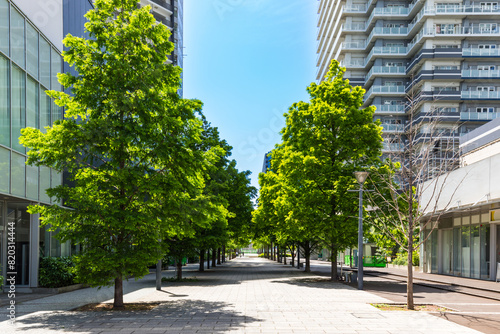 (神奈川県ｰ風景)みなとみらいオフィス街の街路樹２