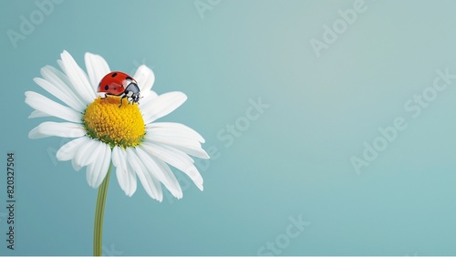 a ladybug on top of a daisy flower, with a blue background and copy space for text. Web banner in the style of a beautiful white and yellow wildflower pastel color theme
