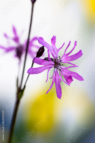 Blüte der Kuckucks-Lichtnelke, (Silene flos-cuculi)
