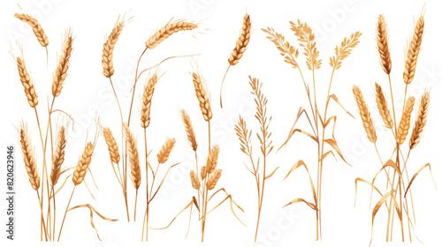 Wheat spikelets with ears grains stems and spikes