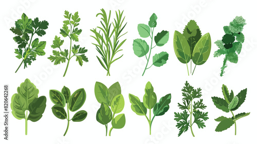 Set of fresh green herbs on white background Vector illustration