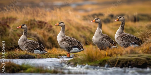 The Greylag goose is prevalent in Iceland's flat areas, nesting in watery habitats.