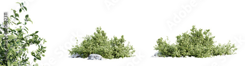 Aronia Melanocarpa shrub isolated on transparent background. 3D render.