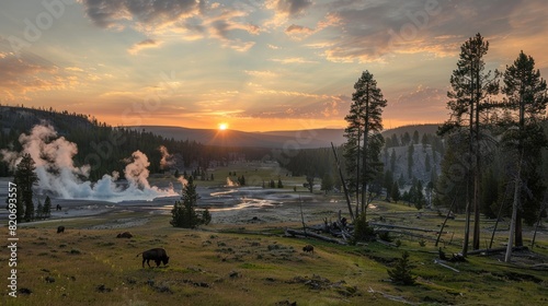 A sunset landscape at the Upper Geyser Basin in Yellowstone National Park, where steam rises from geyser vents and hot springs near a forest of lodgepole pine trees, and a herd of bison
