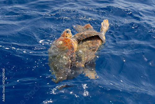 Mating loggerhead sea turtles in the mediterranean sea near Turtle Island, Zakynthos, Greece