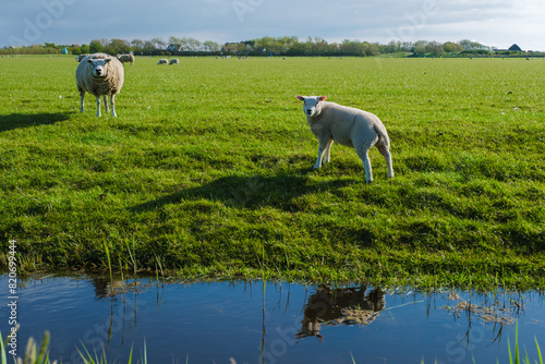 Two sheep peacefully standing in a lush grassy field next to a picturesque pond in Texel, Netherlands.