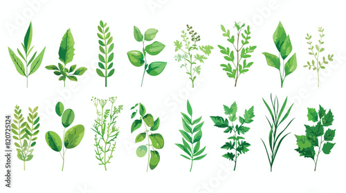 Different herbs leaves on white background Vector illustration