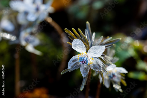 Close-up of the pretty flowers of Eranthis pinnatifida.