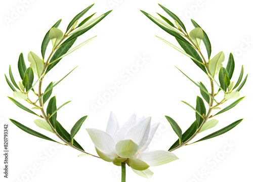 couronne d’olivier et fleur de lotus, fond blanc 