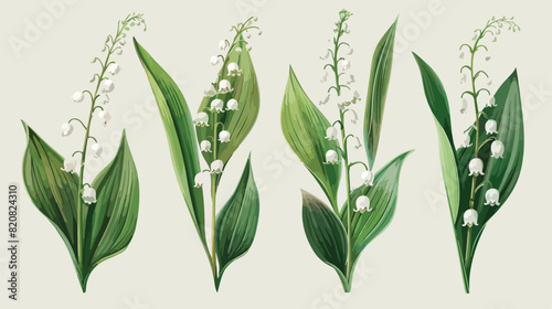 Lily of the valley realistic Four . Hand drawn buds