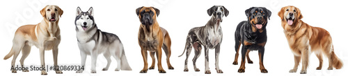 Set of 6 dog puppy, Husky, Great Dane, Rottweiler, Bullmastiff, Golden Retriever, Labrador Retriever full body shot isolated on transparent background cutout, PNG file