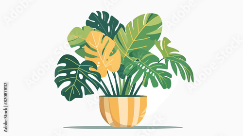 House plant in pot. Indoor green-leaf houseplant grow