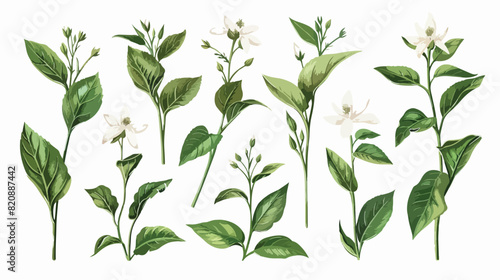 Java tea tender flowers or inflorescences stems 