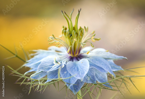 Niebieski kwiat Czarnuszki Damasceńskie, zbliżenie, makro. 