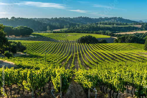 Expansive vineyards filled with ripe grapes, showcasing the beauty and abundance of large plantations.