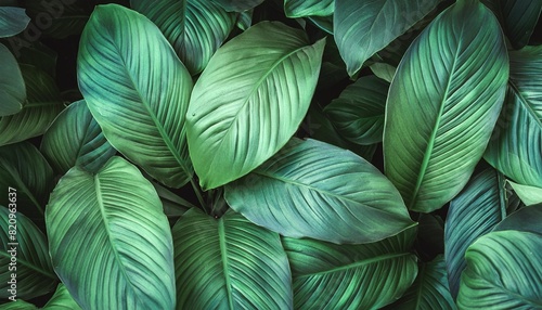 background green leaves plant of leaf green jungle nature abstract dark background and wallpaper for design