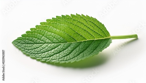 lemon balm herb leaf on white
