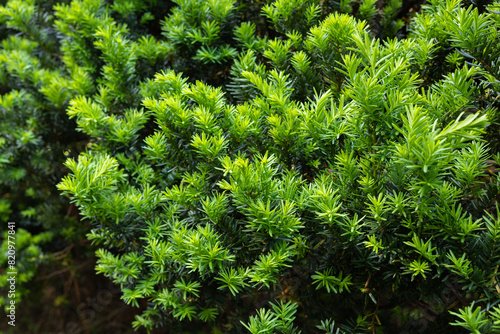 Sprouts of Japanese yew that sprouted in early summer.