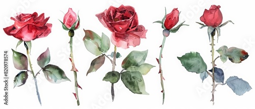 A set of watercolor of a rose, a timeless symbol of love and passion, Clipart isolated with a white background