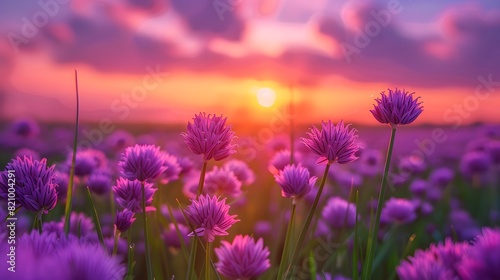 A field of purple chives in the foreground, with the sun setting behind them. emphasize the flowers and sky. 
