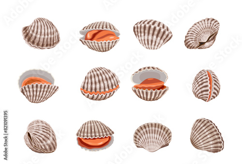 Fresh cockles on a white background. Vector eps 10. perfect for wallpaper or design elements