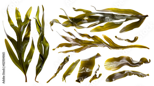 Set of kelp fronds