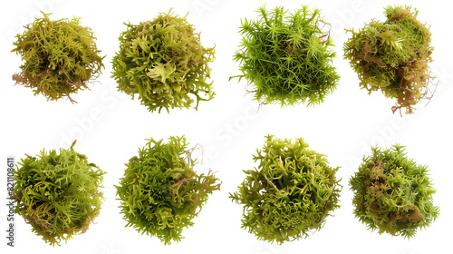 Set of sphagnum moss