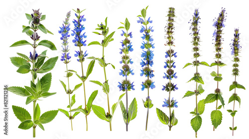 Set of hyssop elements, featuring spikes of vibrant blue flowers, narrow leaves, and a minty scent, traditionally used in medicinal and culinary applications,