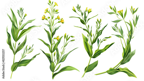 Set of tarragon elements, featuring its small yellow flowers and slender leaves, popular in French cuisine